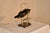 Period Georgian Wine Bottle or Port Decanting Pourer, Circa 1820 For Sale - Image 4 of 13