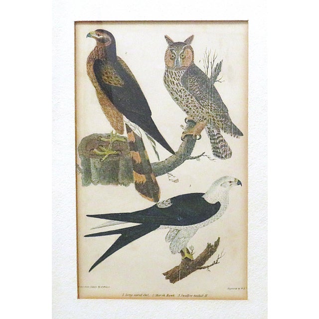 Set of 3 Alexander Wilson Owl Bird Engravings Framed 19th C. Antique For Sale In Providence - Image 6 of 8