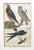 Set of 3 Alexander Wilson Owl Bird Engravings Framed 19th C. Antique For Sale In Providence - Image 6 of 8