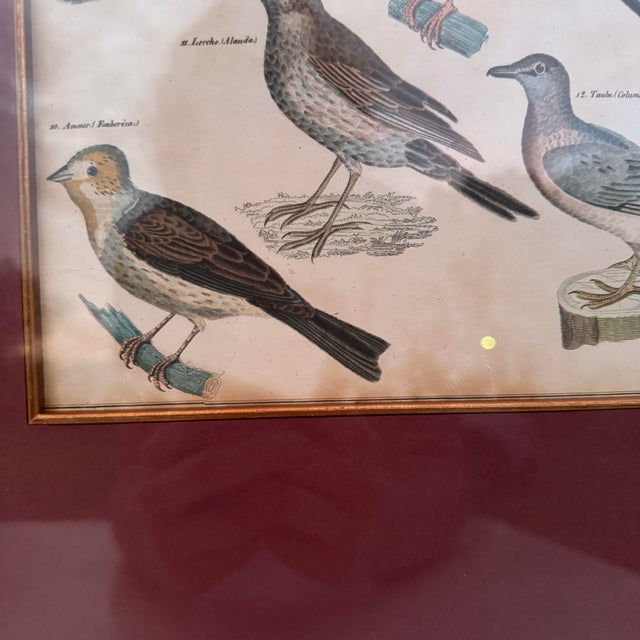 19th Century Hand Colored Lithographs of Various Bird Species- a Pair For Sale - Image 9 of 10
