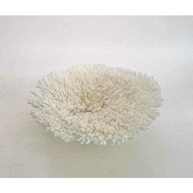 White Natural White Table Coral Specimen Coastal Decor For Sale - Image 8 of 9