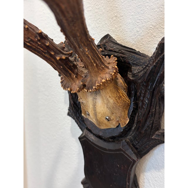 Brown Antique Black Forest Roe Deer Trophy Antler Mount For Sale - Image 8 of 11