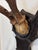 Brown Antique Black Forest Roe Deer Trophy Antler Mount For Sale - Image 8 of 11