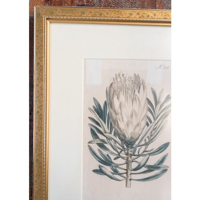 English 18th Century Hand Colored Botanical Engraving Curtis's Magazine Print Protea For Sale - Image 3 of 10