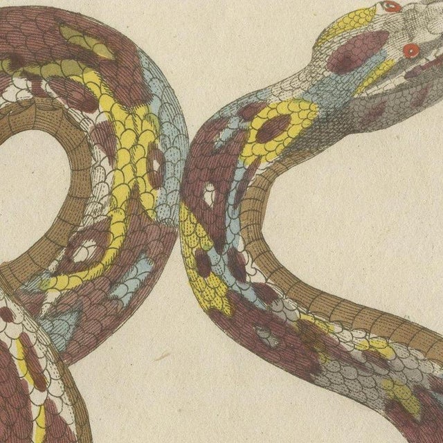 Bertuch, Two Patterned Snakes in Coils, 1805, Print For Sale - Image 9 of 12
