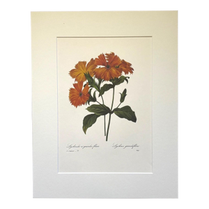 Vintage Pierre-Josephe Redouté Print in 14x18 Mat - Maltese Cross