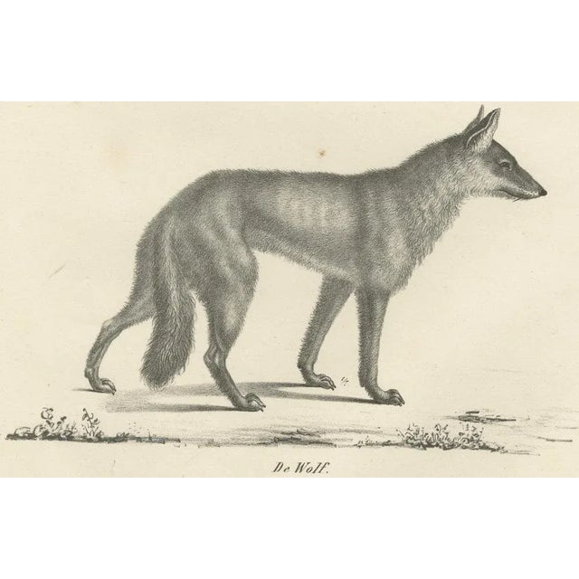 Mid 19th Century C.C. G. Zool., The Black Wolf and Grey Wolf, 1836, Lithograph For Sale - Image 5 of 11