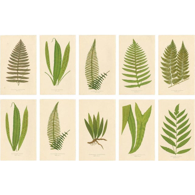 Fern Collection with English Species Names, 1856, Lithograph, Set of 10 For Sale - Image 14 of 14