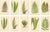 Fern Collection with English Species Names, 1856, Lithograph, Set of 10 For Sale - Image 14 of 14