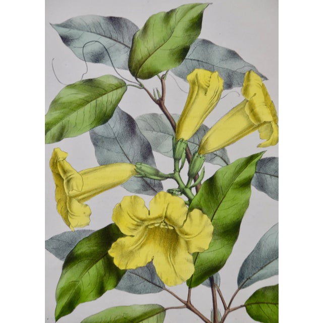 Realism Yellow Trumpet Flowers: Hand-Colore Botanical Engraving by Joseph Paxton , 1834 For Sale - Image 3 of 6