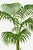 Vintage botanical artwork reproduced and refined for modern printing. Featuring elegant tropical palm foliage, intricate...