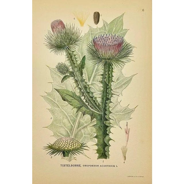 Illustration Early 19th Century James Sowerby Botanical Prints – Yellow Sedge and Pale Sedge, Set of 10 For Sale - Image 3 of 11