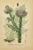 Illustration Early 19th Century James Sowerby Botanical Prints – Yellow Sedge and Pale Sedge, Set of 10 For Sale - Image 3 of 11