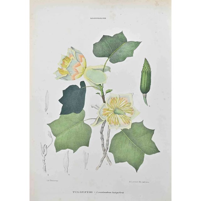 Vincenzo Tenore, Tulipiferous, Lithograph, 1870s For Sale