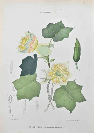 Vincenzo Tenore, Tulipiferous, Lithograph, 1870s