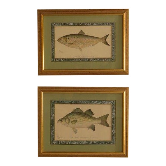 Denton Signed Vintage Fish Prints in Gold Frames a Pair Chairish
