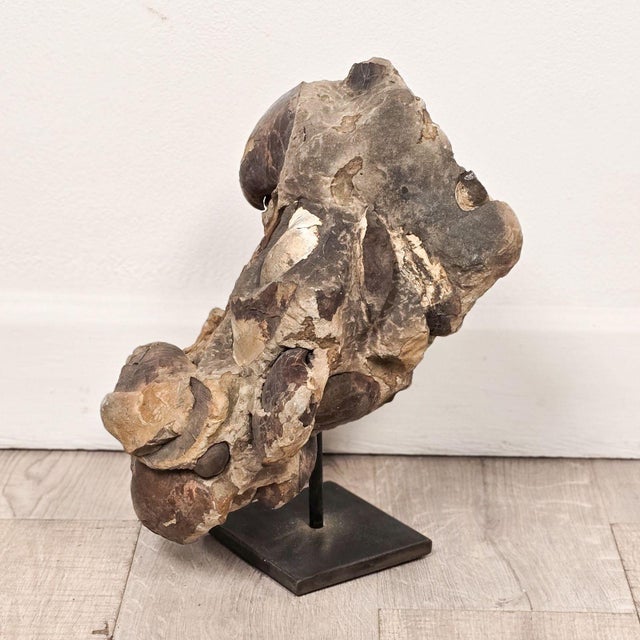 A large ancient concretion of fossilized shells and sediment, likely Cambrian period, on custom stand.