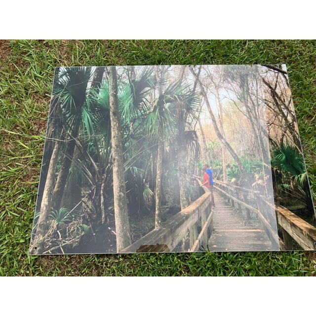 Old Florida; Highlands Hammock State Park, Sebring Florida Photo Print. Cypress Swamp Boardwalk, Four by Three Feet in Plastic For Sale - Image 4 of 12