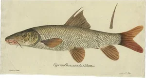Baron von Meidinger, Cyprinus Barbus' or Common Barbel, 1785, Print