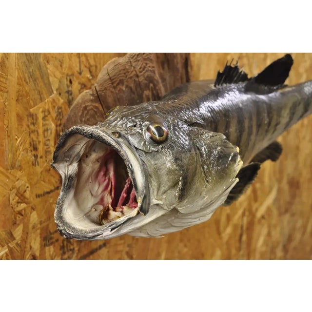 Rustic Vintage Largemouth Bass Real Skin Wall Mount Taxidermy Fishing Wall Decor For Sale - Image 3 of 12