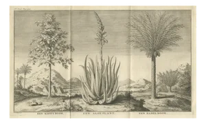 Engraving of Coffee, Aloe, and Date Trees, Netherlands, 1730, Paper