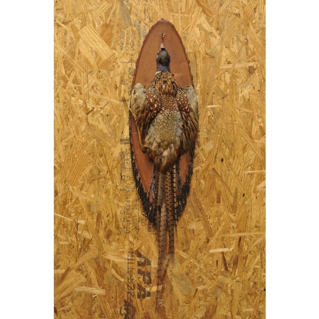 Vintage Ringneck Pheasant Bird Full Body Wall Mount on Wood Taxidermy Decor For Sale - Image 12 of 12