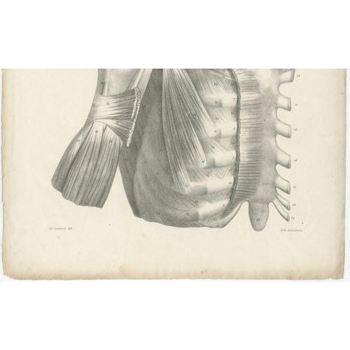 Paper Jules Cloquet, French Anatomical, 1821, Lithograph, Set of 3 For Sale - Image 7 of 10