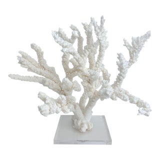 Massive Natural Branch Coral Specimen on Acrylic Base For Sale