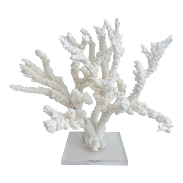 Massive Natural Branch Coral Specimen on Acrylic Base For Sale