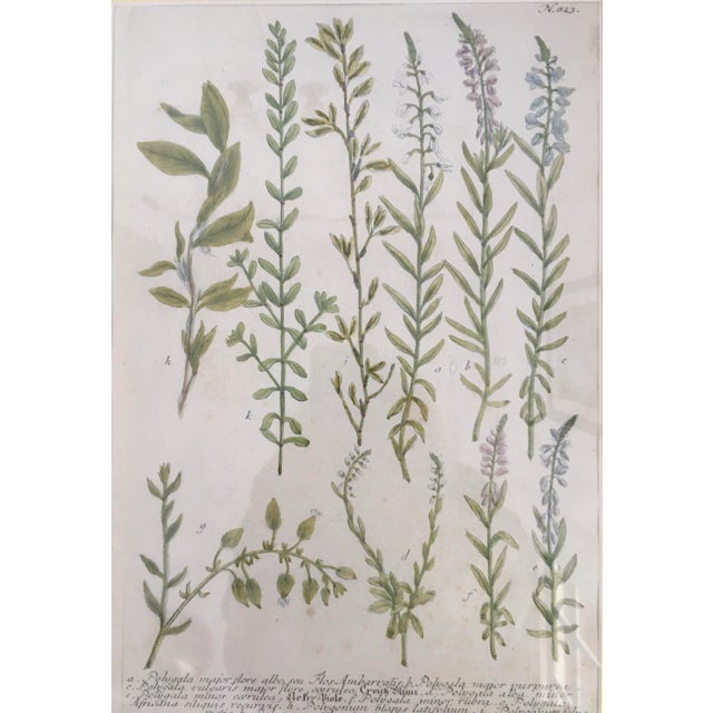 Realism Herbs, Hand Colored Copper Plate Engraving by Johann Wilhelm Weinmann, Circa 1737, Framed For Sale - Image 3 of 12