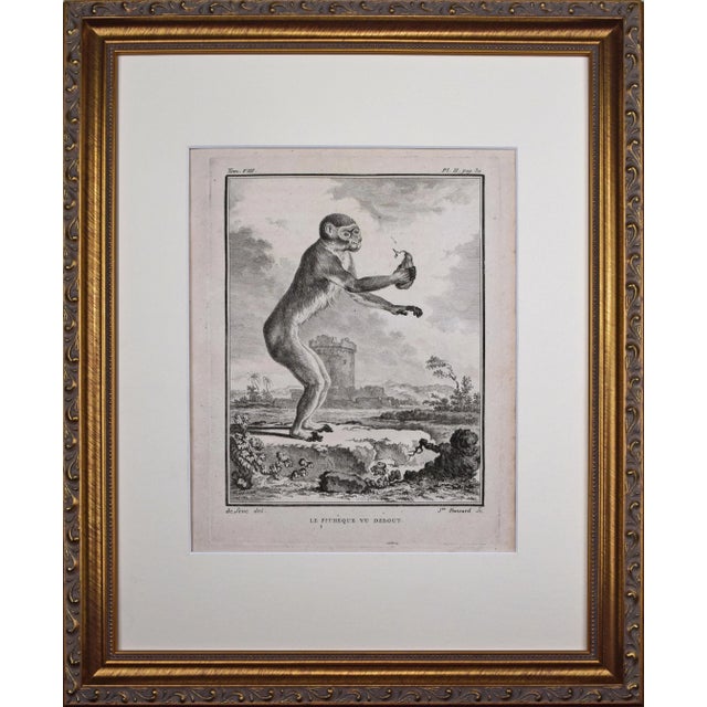 Antique White 18th Century Original French Monkey Engraving by Buffon 1789 For Sale - Image 8 of 8
