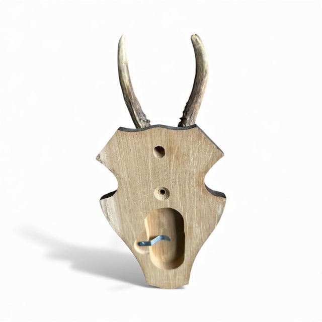 1980s 1980s Roe Deer Trophy 17 Black Forest Antlers Mount For Sale - Image 5 of 5