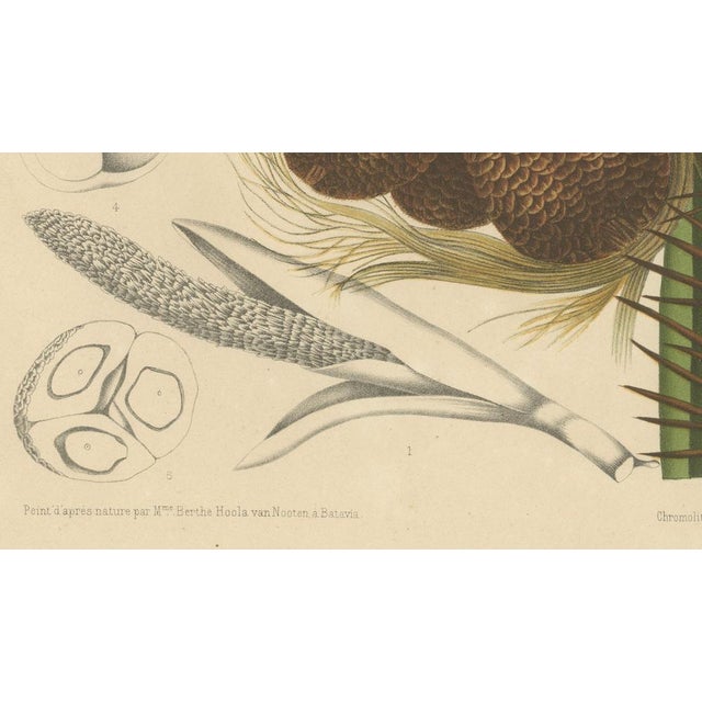 Brown Hoola van Nooten, Salak Palm Botanical, 1880, Chromolithograph For Sale - Image 8 of 10