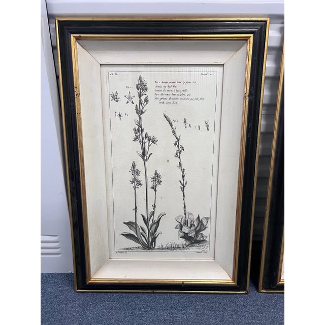 Illustration Antique Botanical Framed Prints by Madame Pinard For Sale - Image 3 of 6