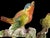 French Pair of Porcelain Finch Birds on Branches, France, Early 20th Century For Sale - Image 3 of 12
