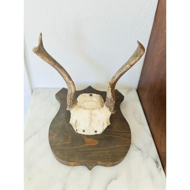 Contemporary Vintage Mounted Deer Antler Trophy For Sale - Image 3 of 8