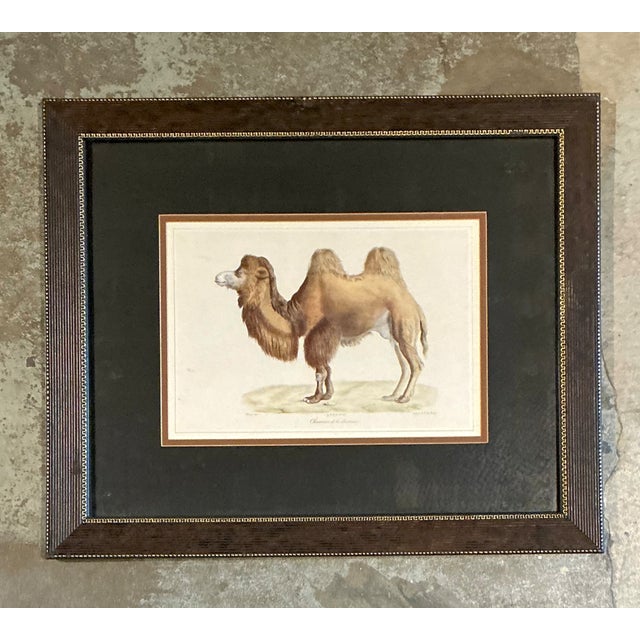 Late 20th Century Vintage Framed Camel Print For Sale - Image 5 of 12