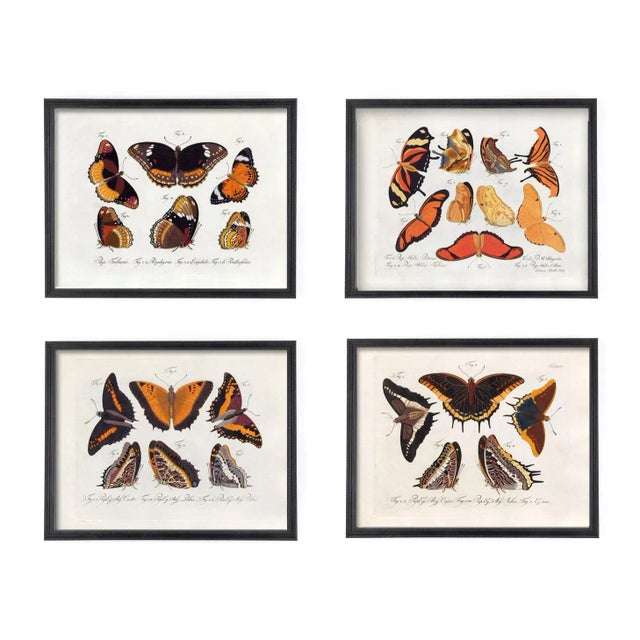 English Vintage Victorian Butterfly Giclee Prints Set of 4 For Sale - Image 3 of 8