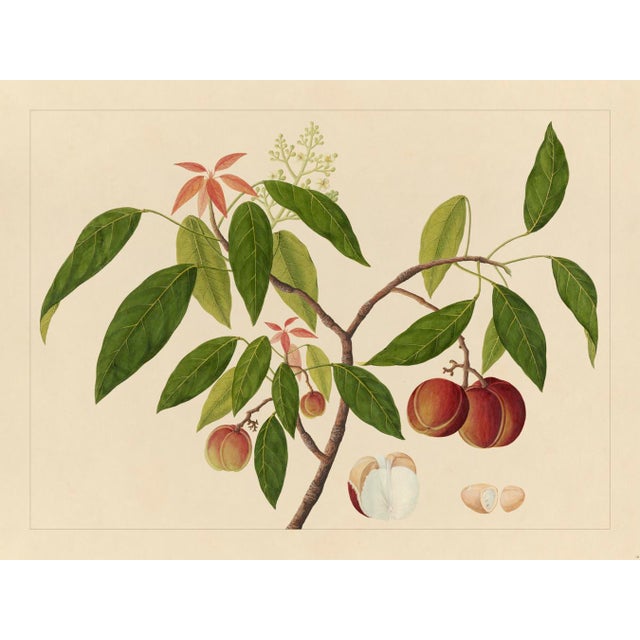 Golden Tropic Botanicals, Giclée Print #18 Reproduction For Sale