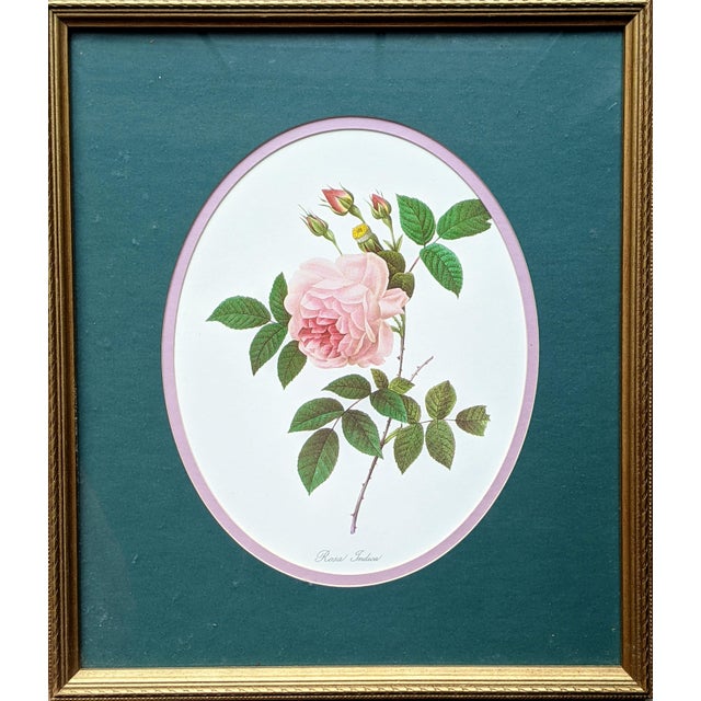 Vintage Rose Flower Lithograph Framed Titled: Rose Indica Made by Pierre-Joseph Redoute Measures 13" x 15"