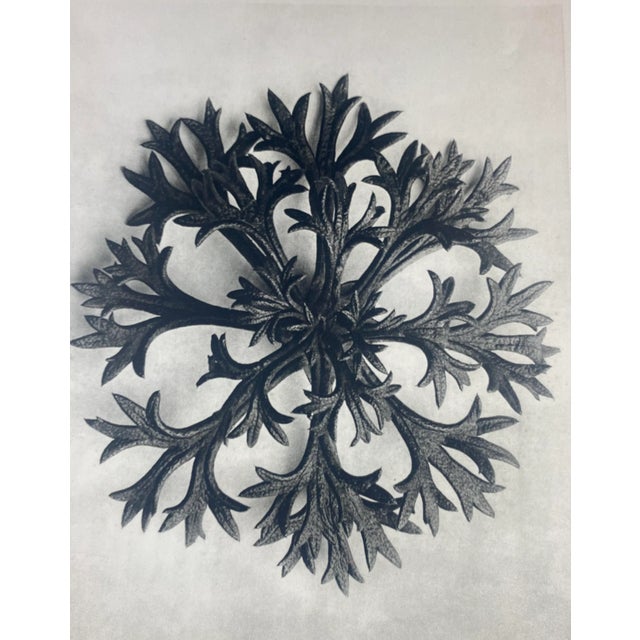 Exquisite Botanical photogravure from famed Wunder In Der Nature portfolio by Blossfeldt . Karl Blossfeldt (1865 - 1932)...