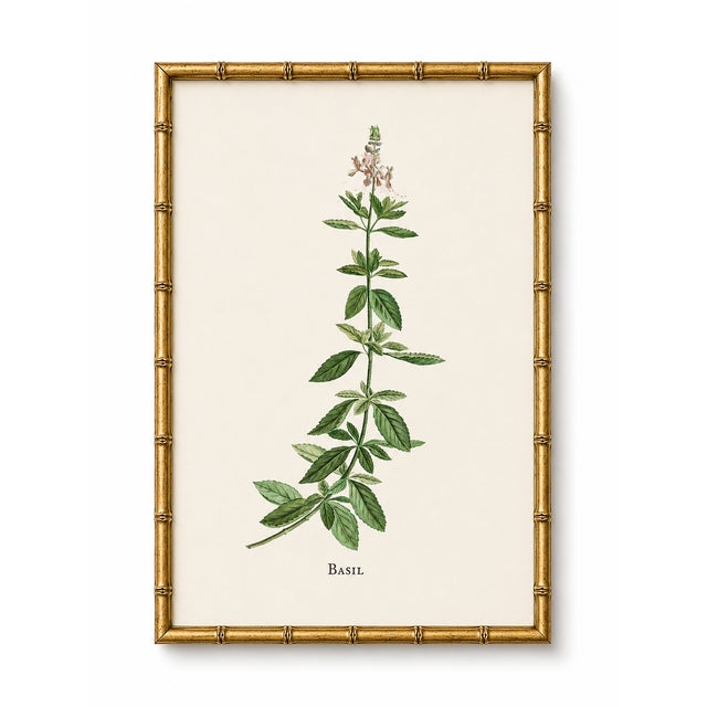 Basil Herb by Redouté, Vintage Botanical Art Print, 24" X 32" For Sale In Buffalo - Image 6 of 9