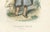 Paper Iberian Costume Engravings, 1850, Engraving For Sale - Image 7 of 15