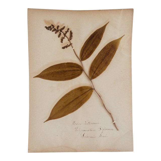 Antique Herbarium - Solomon's Seal, Circa 1850 - 1915 For Sale