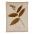 Antique Herbarium - Solomon's Seal, Circa 1850 - 1915 For Sale