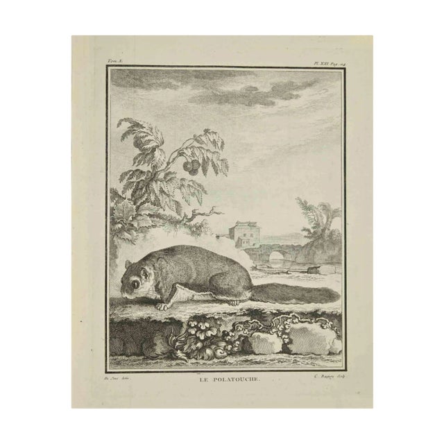 Jean Charles Baquoy, Le Polatouche, Etching, 1771 For Sale