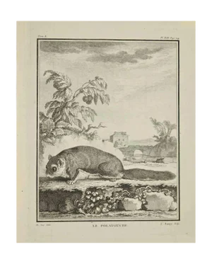 Jean Charles Baquoy, Le Polatouche, Etching, 1771