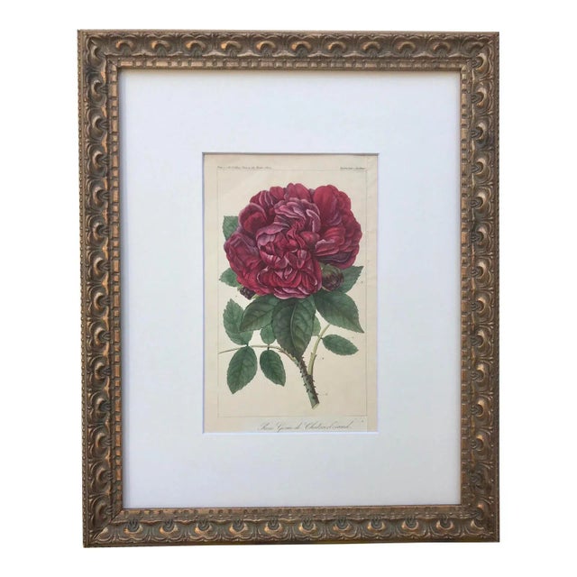 Antique French Botanical Print of a Rose For Sale In New York - Image 6 of 6