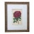 Antique French Botanical Print of a Rose For Sale In New York - Image 6 of 6