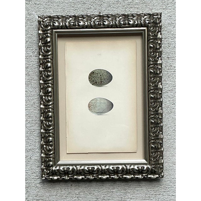 Vintage Original Book Plate of an Egg For Sale - Image 10 of 12